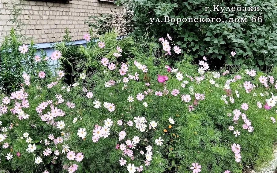 Администрация г.о.г.Кулебаки продолжает рассказывать подписчикам группы ВКонтакте об участниках проекта «Мой двор - моя гордость»